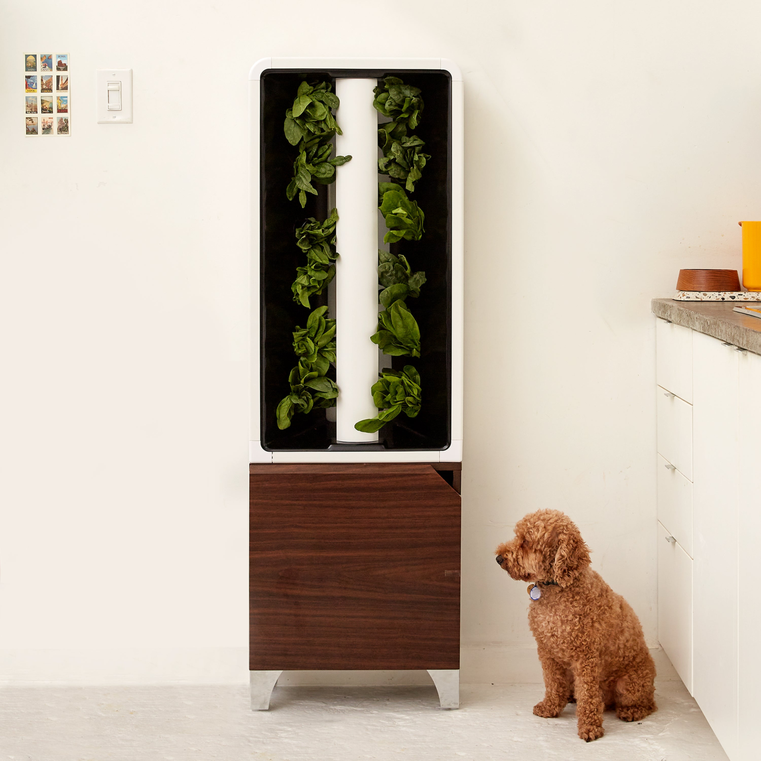 Just Vertical EVE tower garden beside a kitchen counter, manufacturer lifestyle photograph.