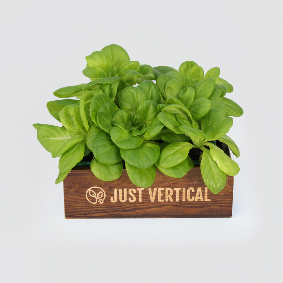 Just Vertical seed-starting kit with leafy seedlings, genuine manufacturer photograph